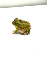 Load image into Gallery viewer, Chaco Horned Frog (Rainbow) #4
