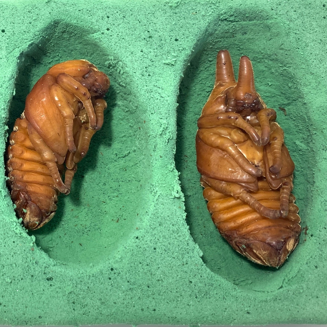 Artificial Pupa Cell
