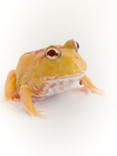Load image into Gallery viewer, D12 Pikachu 5 Spots
