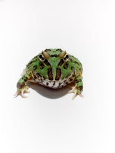 Load image into Gallery viewer, D14 Peppermint Frog
