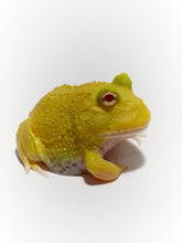 Load image into Gallery viewer, D18 Egg Yolk Albino
