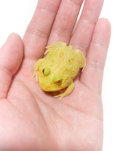 Load image into Gallery viewer, D22 Egg Yolk Albino
