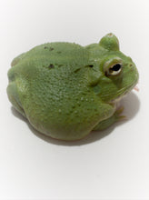 Load image into Gallery viewer, D24 ULTRA CLEAN GREEN (TOP EXPRESSION)(Tri-Stripe)
